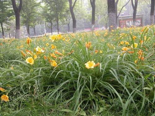 忘忧草红杏二区二区二,探寻神秘园地的奇幻之旅